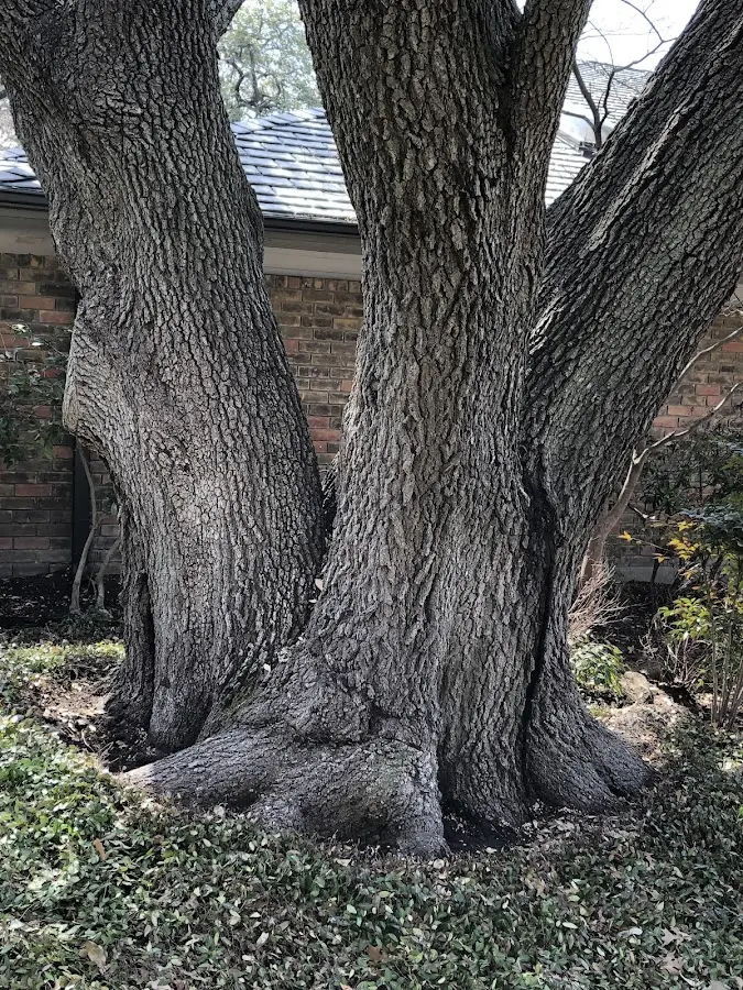 Mature heritage tree close to a Lakeside property cared for by certified arborists
